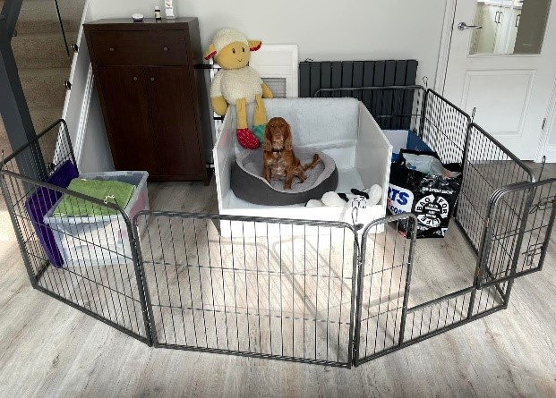 an enclosed area with a gate for a dog mum and her puppies