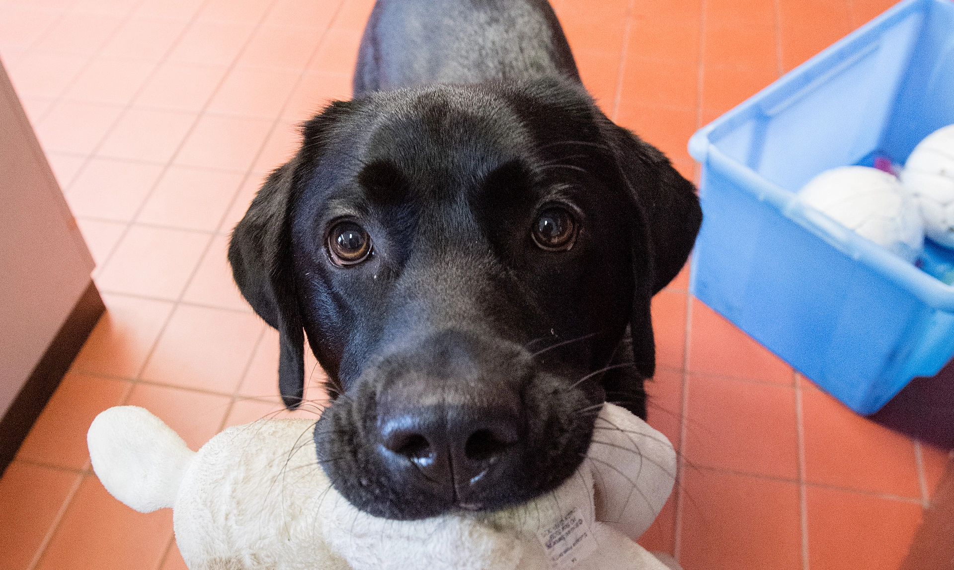 Black Labrador looking up at the camera with a grey bunny toy in its mouth indoors on a tiled floor