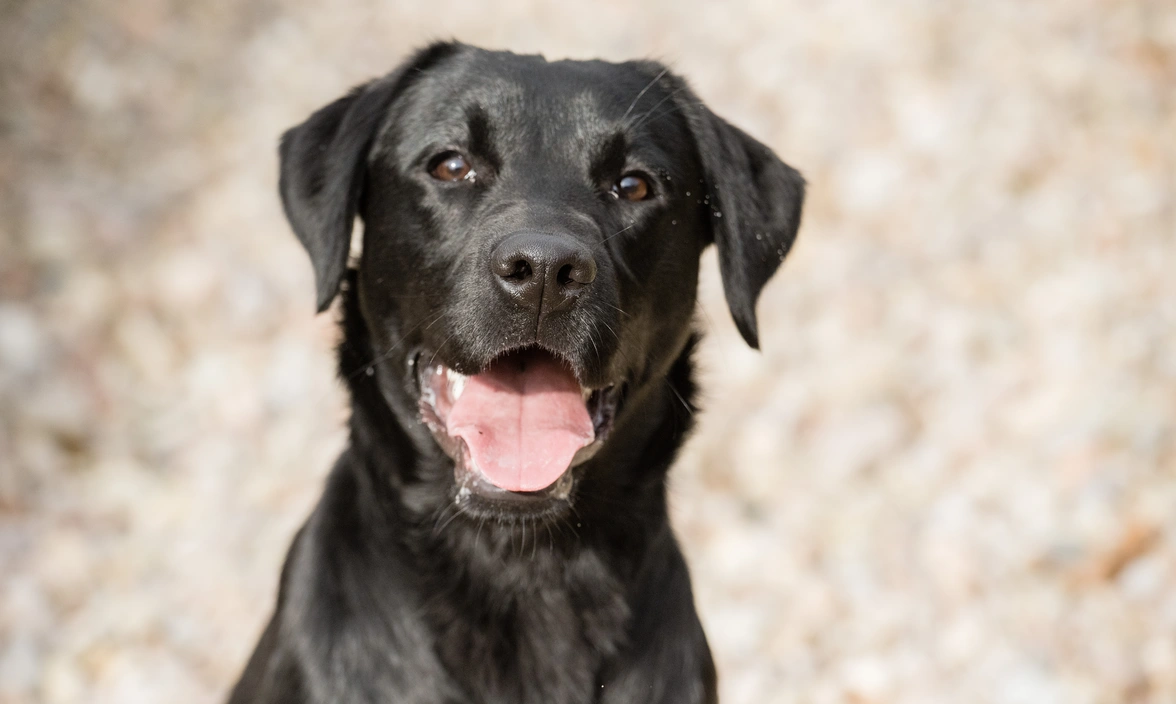 Headshot of a young black labrador with its tongue out slightly looking happy on a gravel background