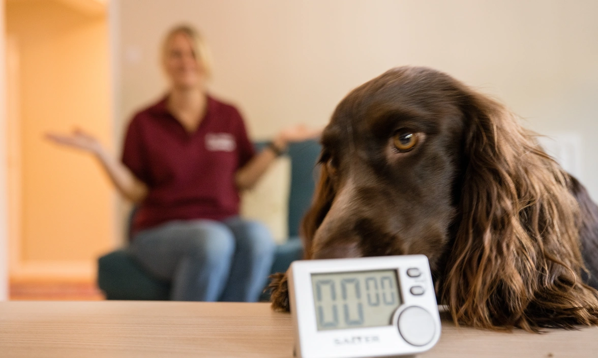 Sound support dog Bertie, a brown Spaniel alerting to a timer in home