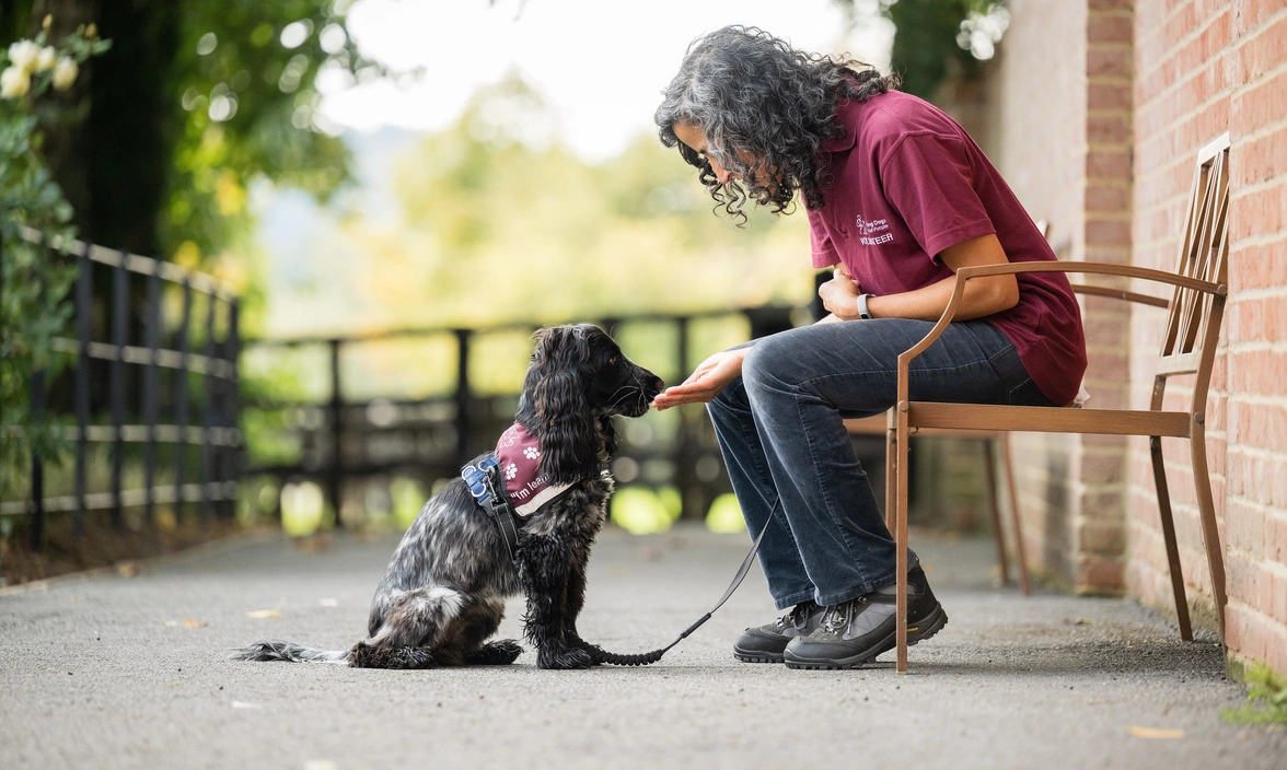 A woman in burgundy Hearing Dogs uniform sits on a brown metal bench outside looking down with her hand extended to a small black and white Spaniel sat patiently in front of her wearing a burgundy Hearing Dogs jacket that says ‘I’m learning’ on the side