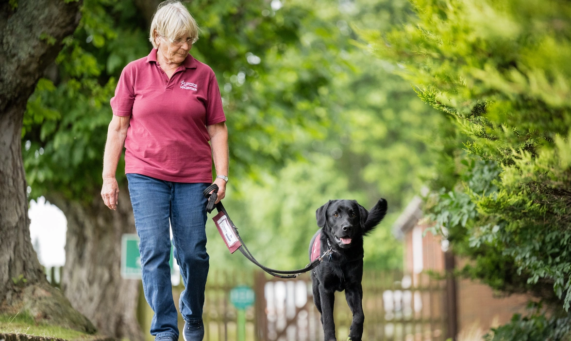 A woman in hearing dogs uniform walking a black labrador that looks happy