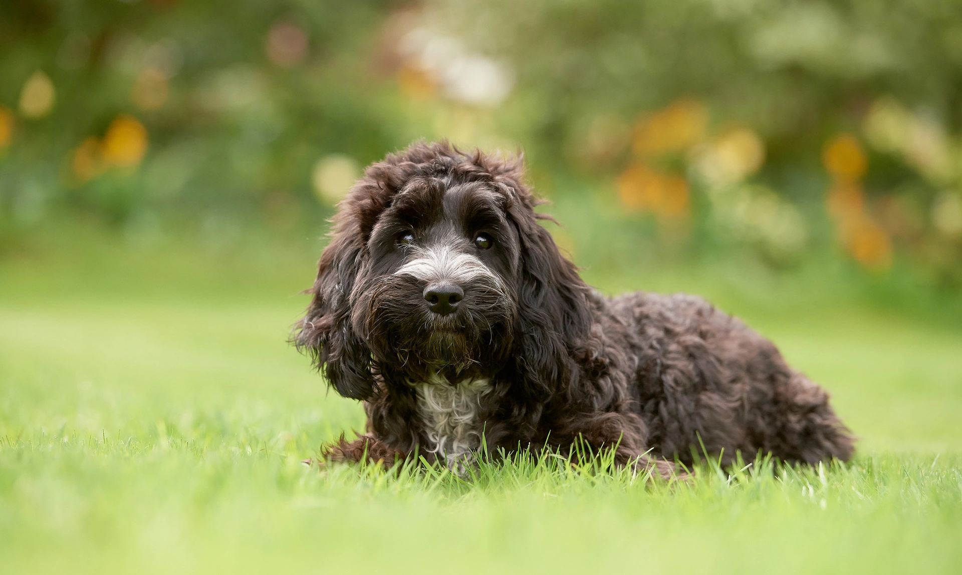 Cockapoo sat in grass with flowers behind them