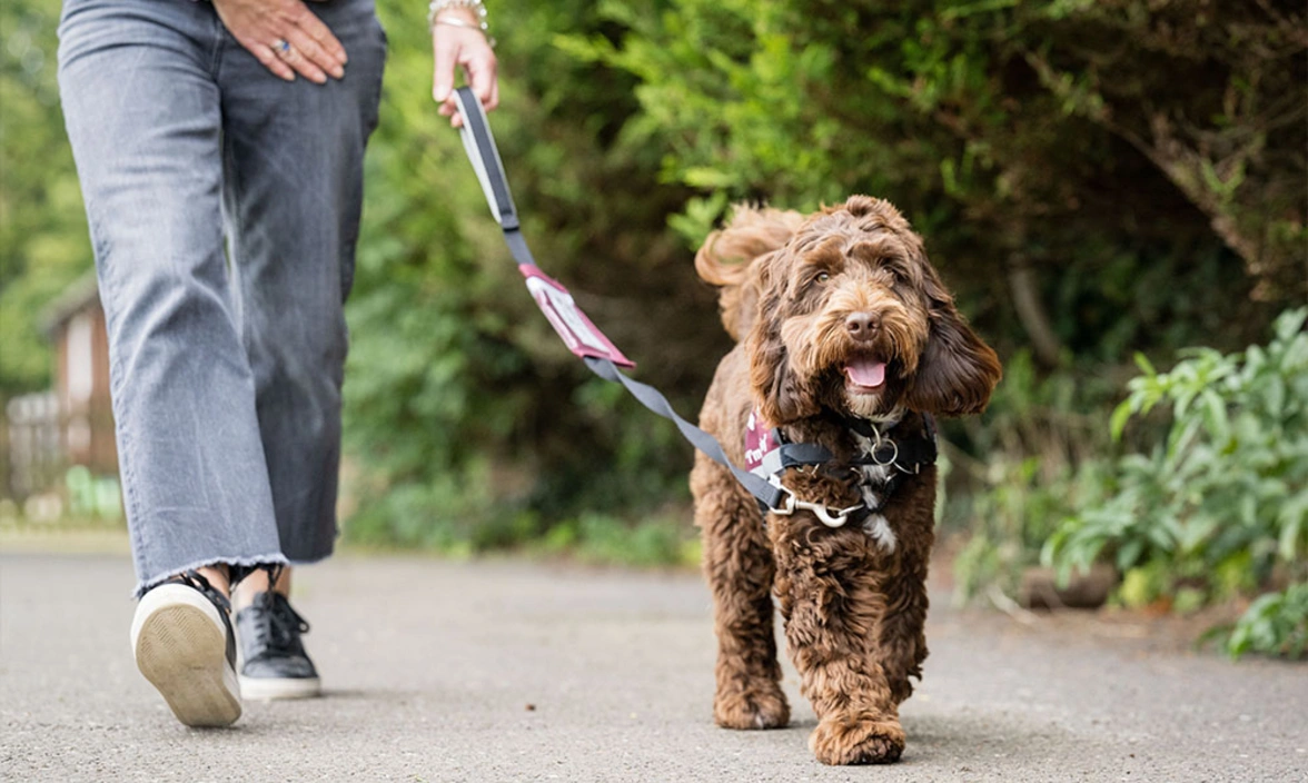 A happy looking cockapoo with ears flapping walking beside a person outside on a path with greenery around it