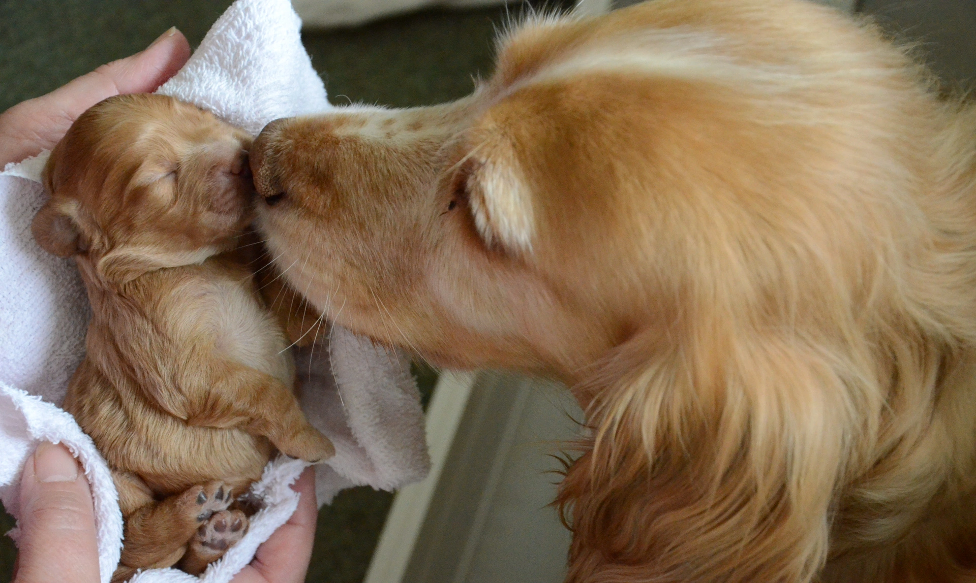 Close up of Spaniel mum nuzzling one of her puppies which is asleep in a person's hands