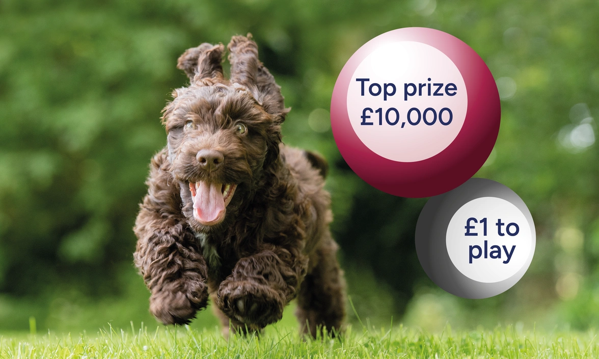 Happy cockapoo puppy runnings outside with ears flapping next to lottery balls that writing on them which says 'Top prize £10,000' and '£1 to play'