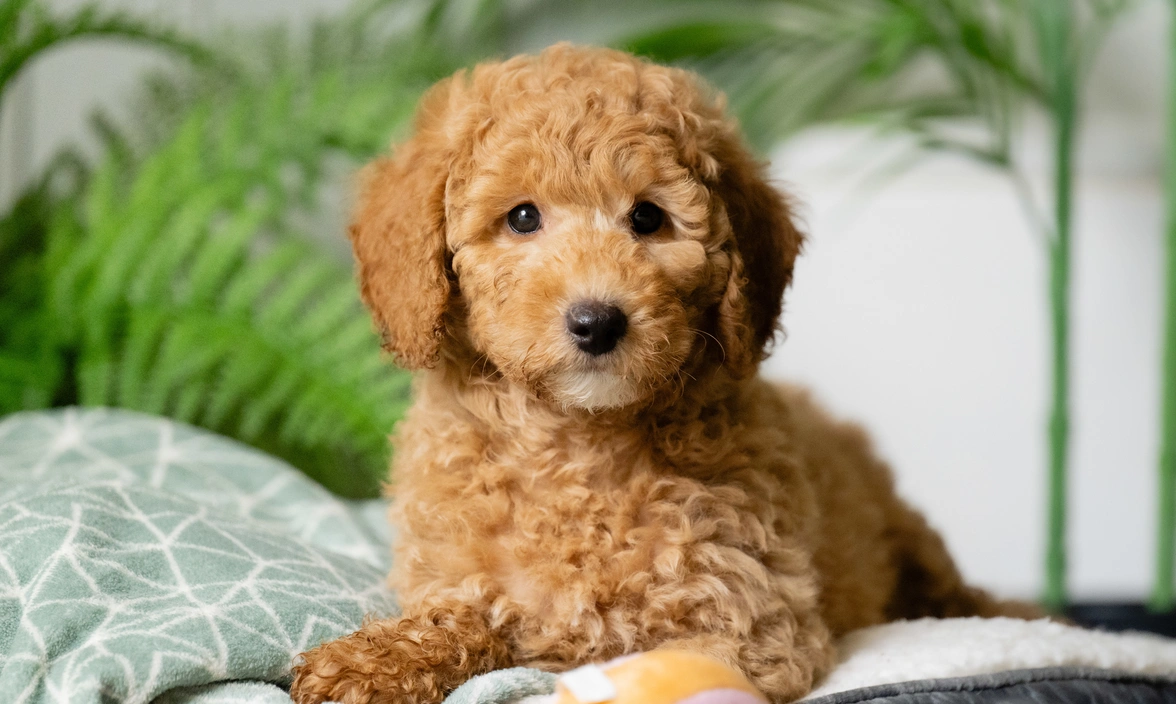 Miniature poodle Elmo sitting upright on his bed, looking ahead. A green plant can be seen in the background.