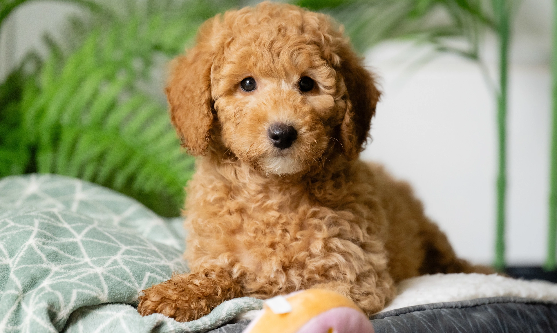 A puppy with light brown tightly curled fur is laying on a dog bed.