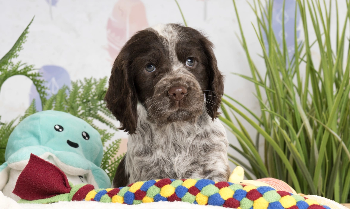 Hebe is sitting on her dog bed surrounded by colourful dog toys. There are green plants in the background