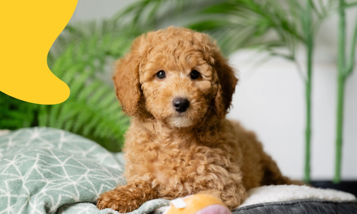 A miniature poodle puppy sat on blankets 