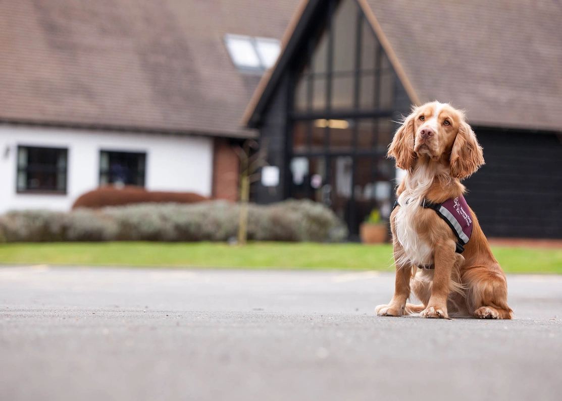 An adult Spaniel wearing the burgundy Hearing Dogs jacket sat outside the Grange restaurant