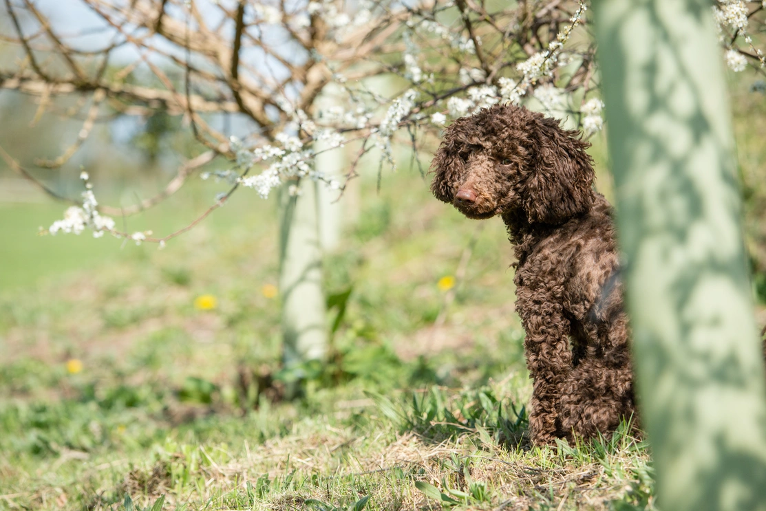 Brown poodle looking over his shoulder its the camera outside with spring blossom in the background