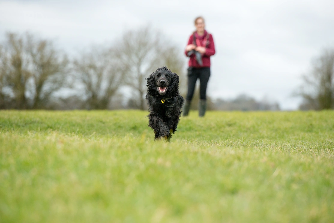 A dog running in a field with a Hearing Dog staff member in the distance