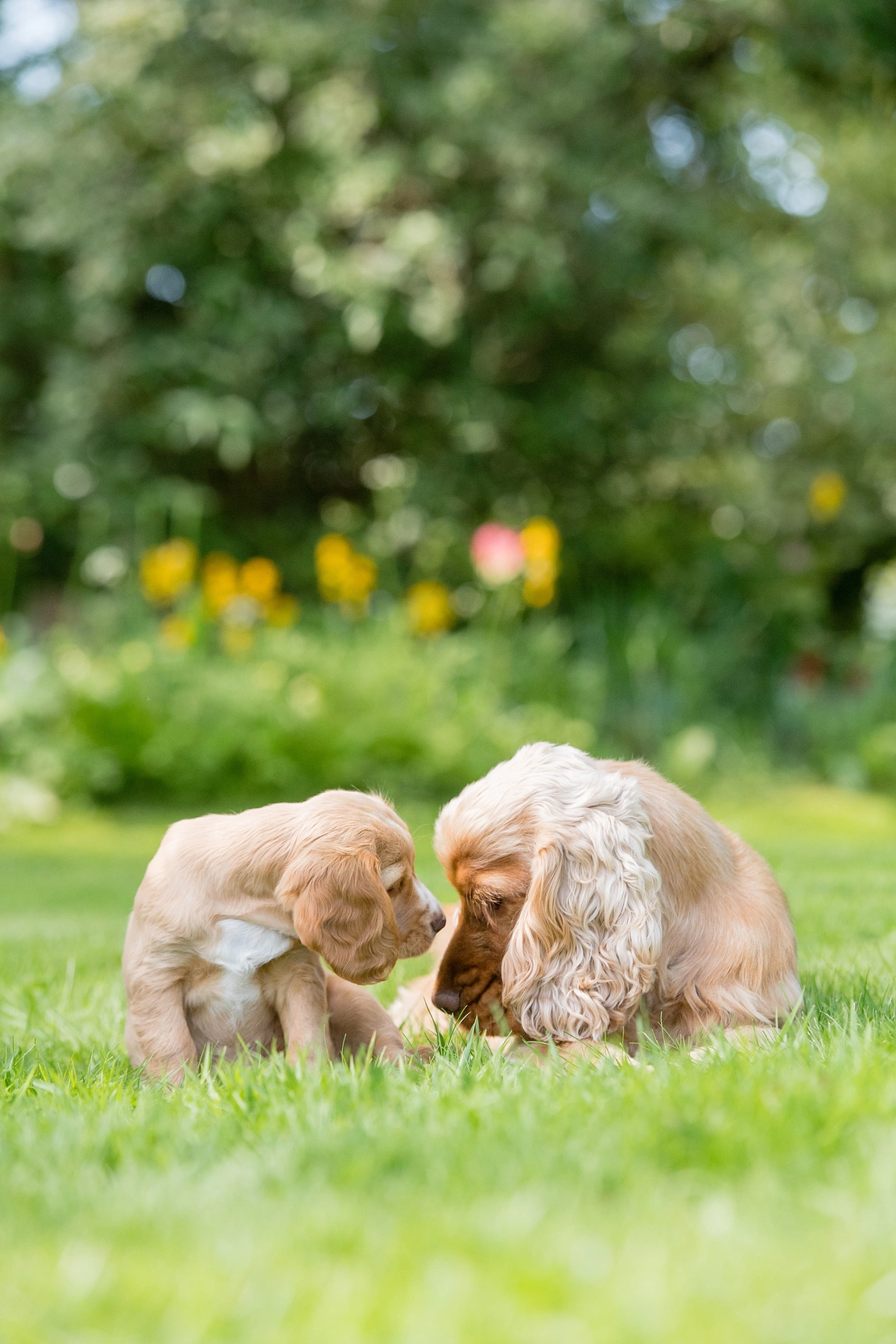 a small puppy Spaniel and an adult Spaniel sat together on grass with flowers in the background, both dogs are looking towards each other lovingly
