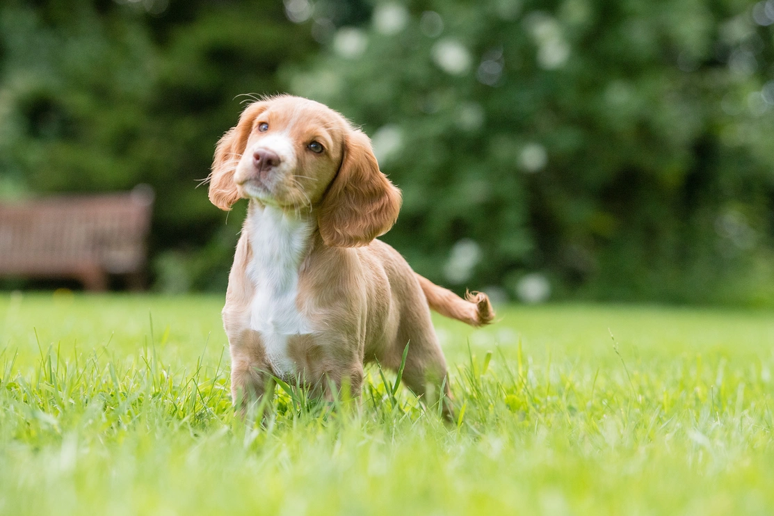 Golden spaniel standing in grass