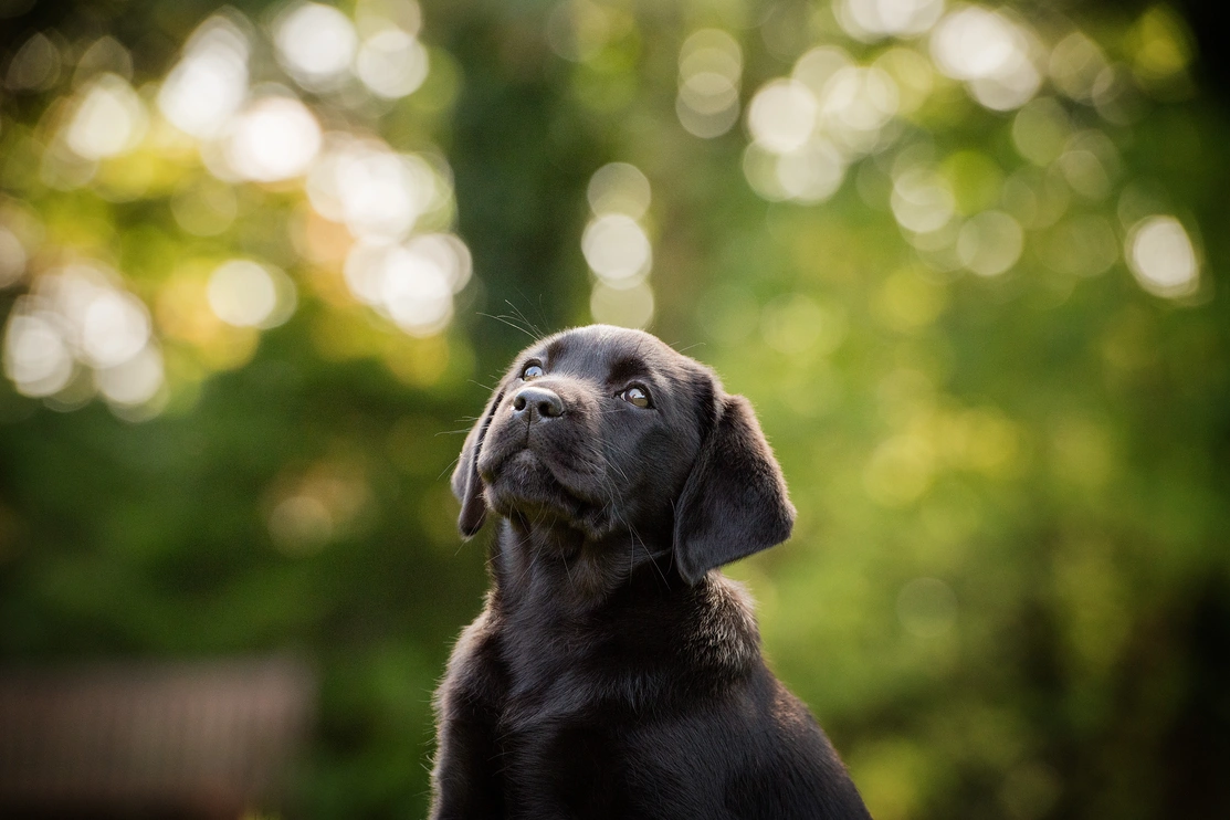 Small black labrador puppy head shot, puppy is outside and looking upwards hopefully