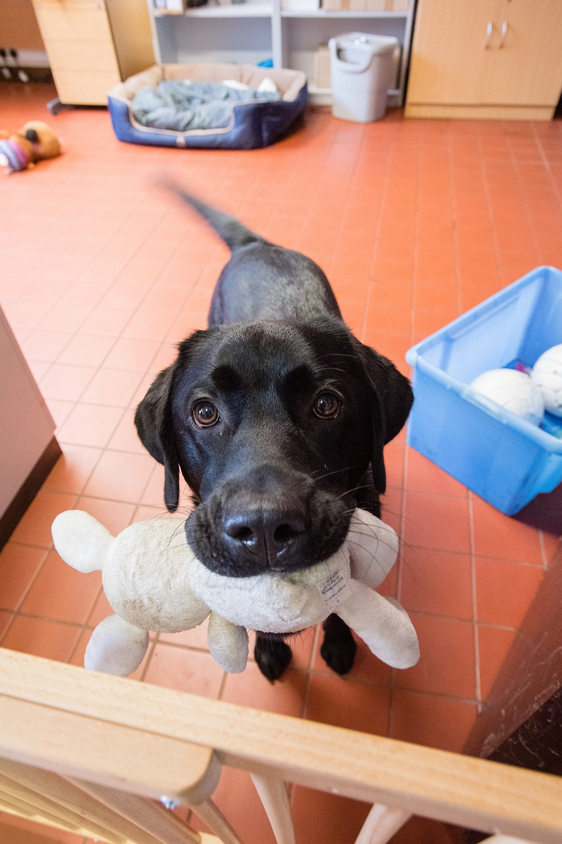 Black Labrador looking up at the camera with a grey bunny toy in its mouth indoors on a tiled floor