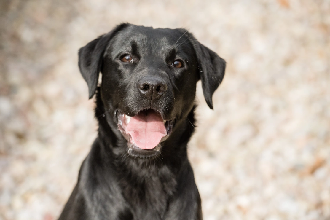 Headshot of a young black labrador with its tongue out slightly looking happy on a gravel background 