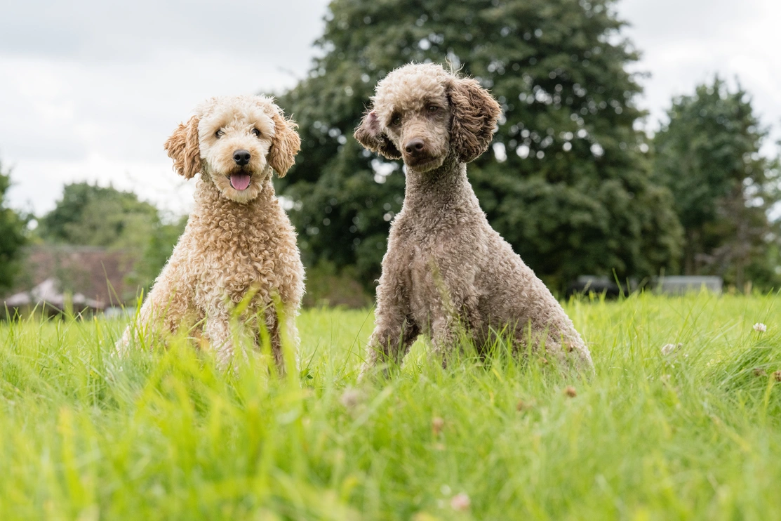 Two poodles one light brown the other grey brown sat together on some grass, the light brown poodle looks happy and the grey brown poodle looks thoughtful