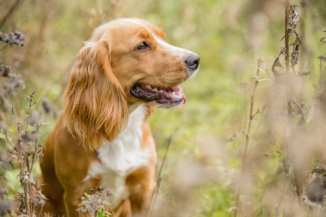 Headshot of a brown and white Spaniel looking to the right outside