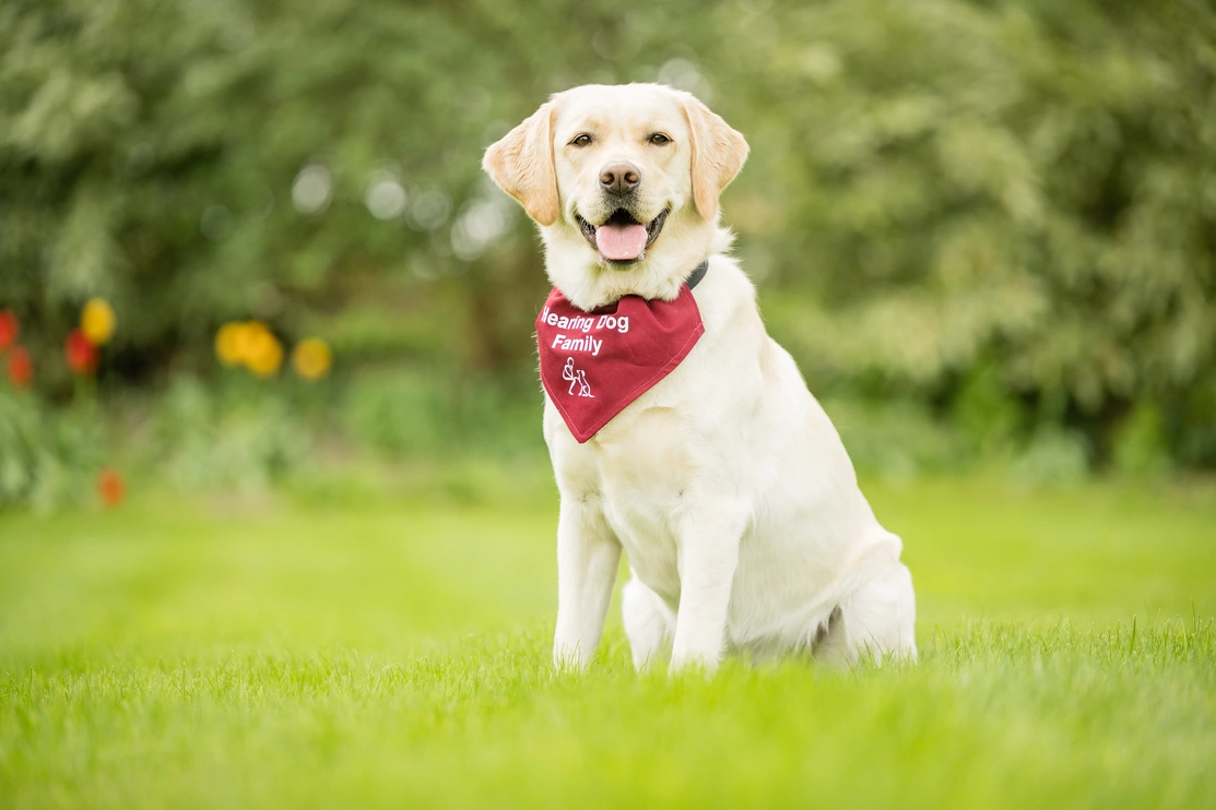  A happy looking cream coloured adult Labrador wearing a burgundy bandana that says 'Hearing Dogs Family' sat outside on grass