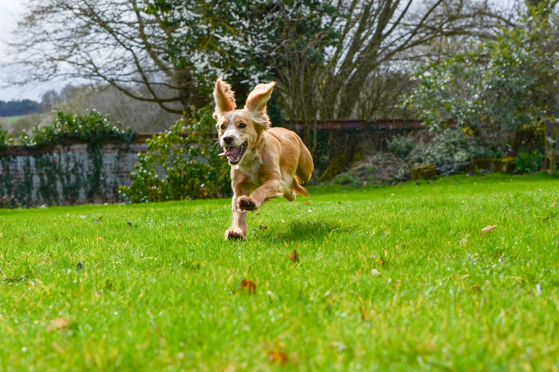 A young adult Cocker Spaniel apricot coloured running outside with her tongue hanging out 