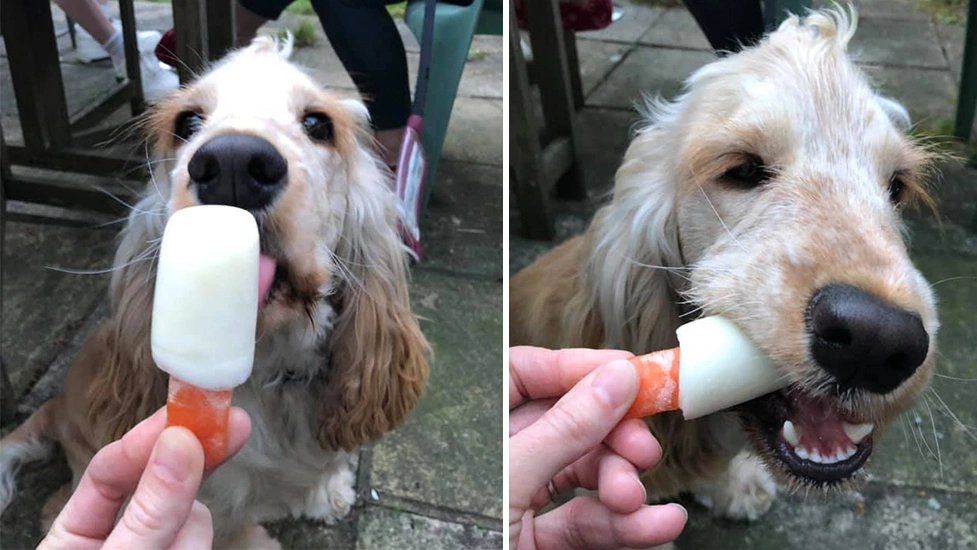 Spaneil licking and eating a dog ice lollie
