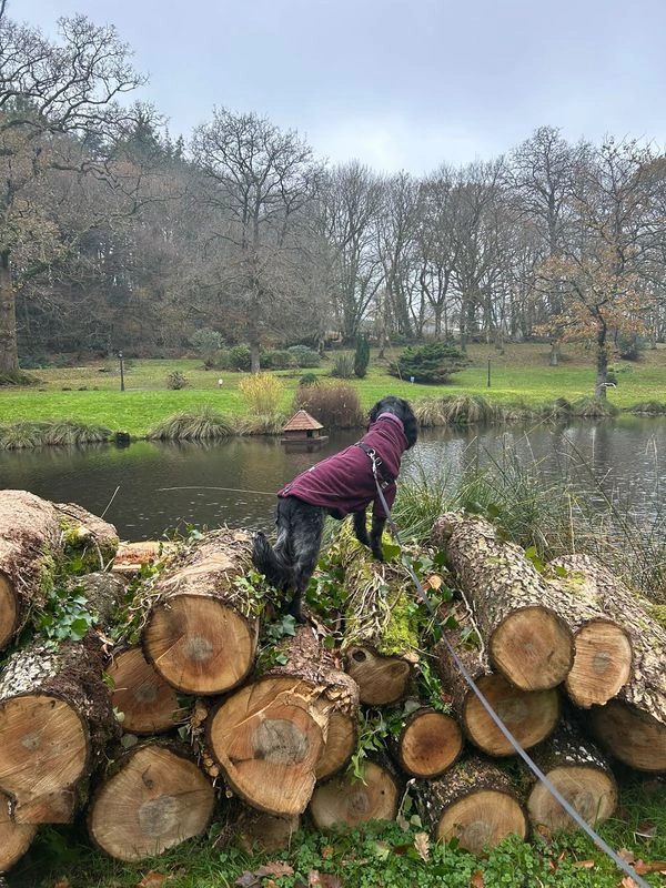 Dolly the hearing dog on logs looking at the view