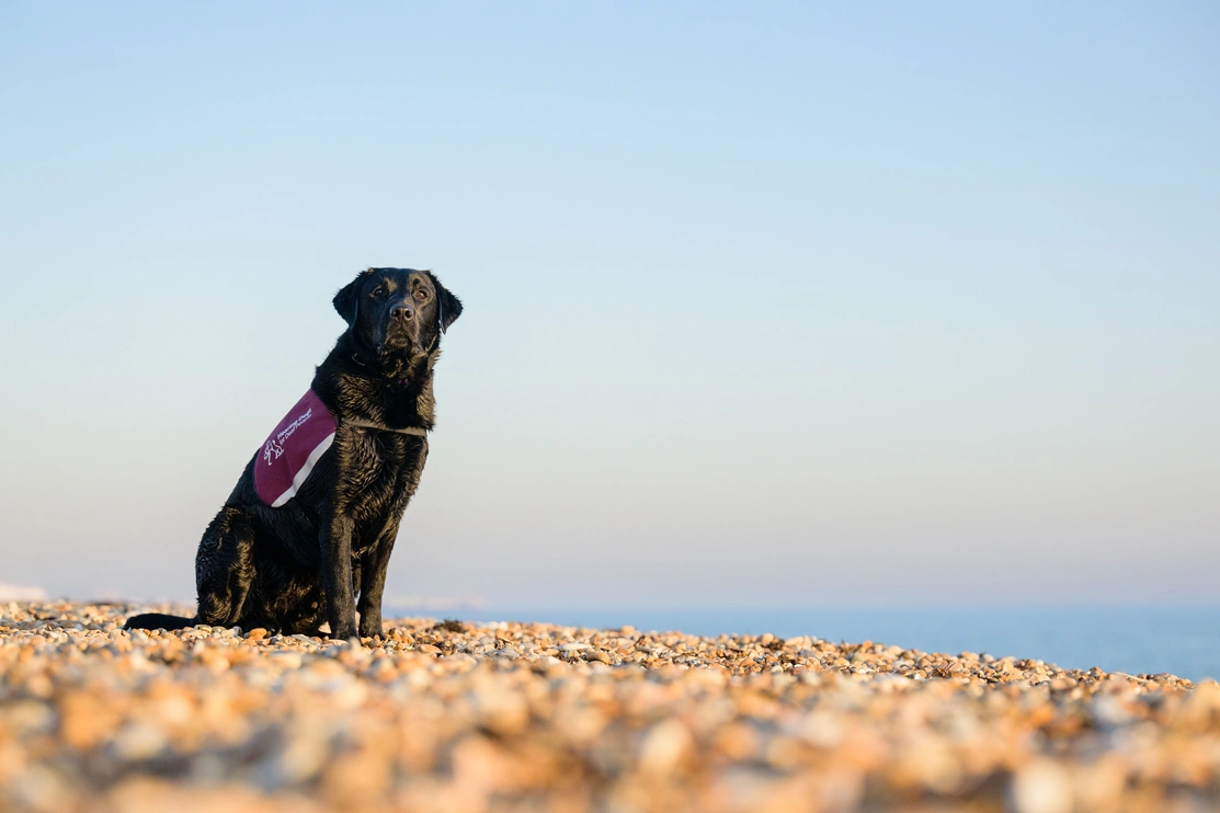 A black labrador is sat on a pebble beach with a blue sky, the labrador is wearing a burgundy hearing dogs jacket and looking into the distance in the sunshine