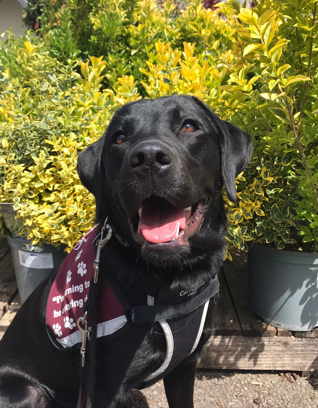 Headshot of a smiling black labrador at a garden centre in the sunshine with green shrubs behind her