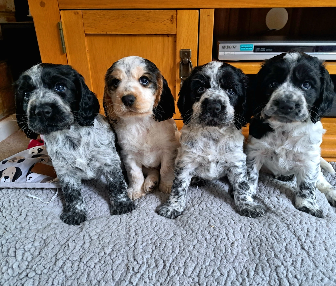 4 cocker spaniel puppies named Noah, Nico, Nancy & Hidi