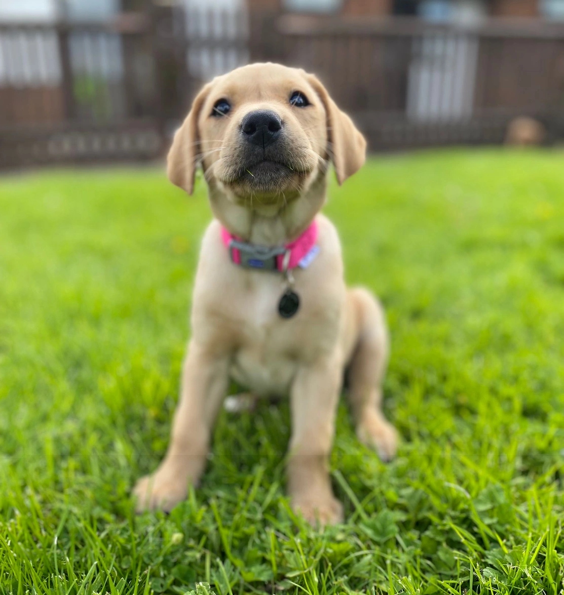 Small yellow labrador puppy with a bright pink collar sat outside on grass
