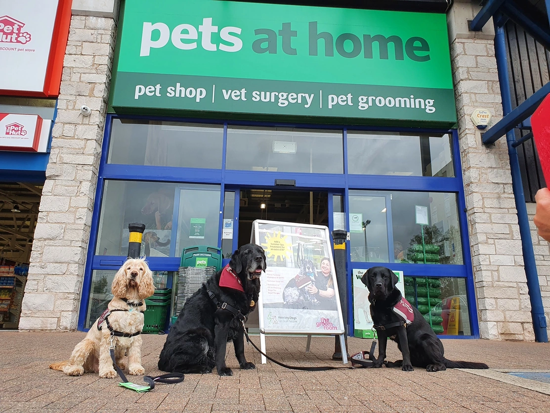 A golden spaniel and two black labradors sat outside the Pets at Home Store