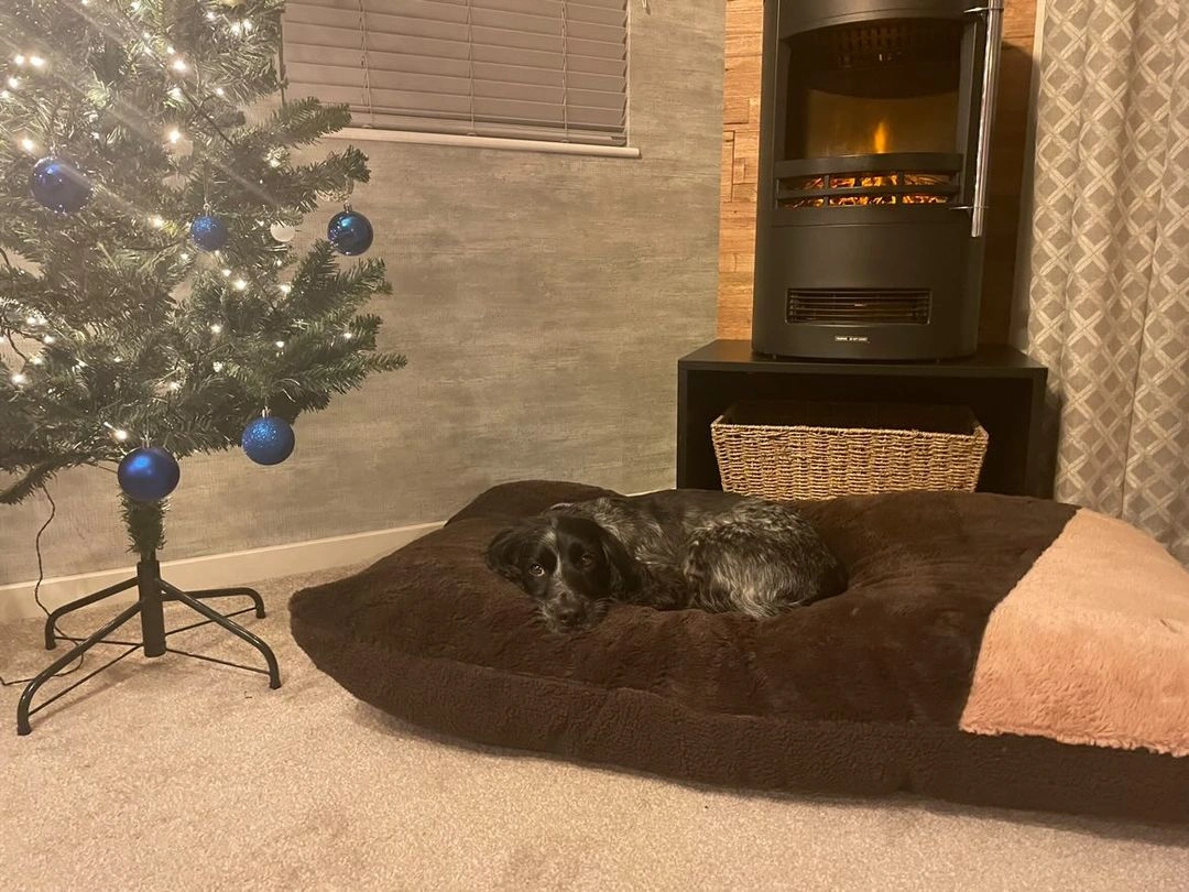 Dolly cosying up to the fire in her bed by a Christmas tree