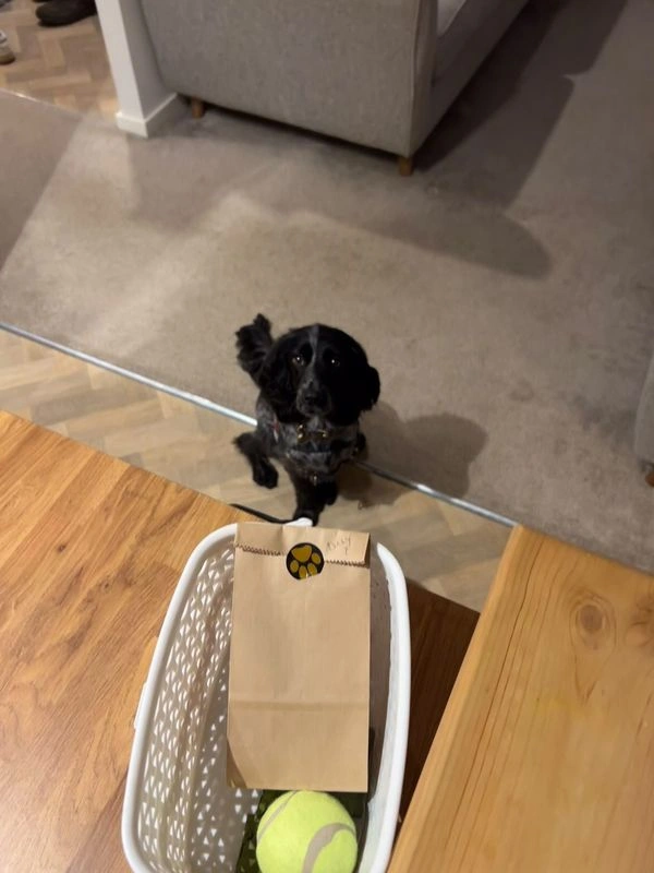 Dolly the black spaniel sat infront of a basket of toys and treats