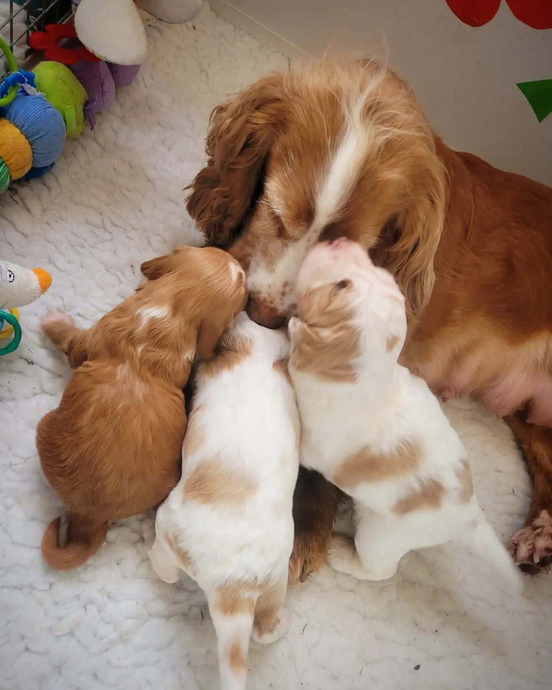 An adult Cocker Spaniel nuzzling her three young puppies