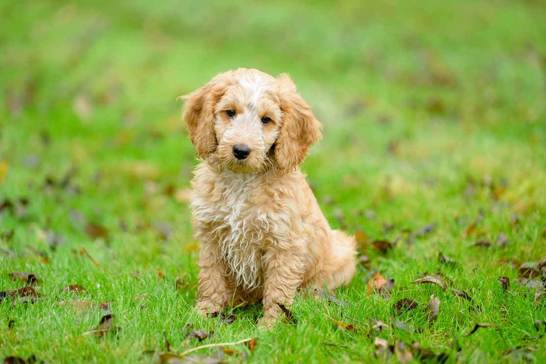Light sand coloured cockapoo puppy sat in grass surrounded by autumn leaves