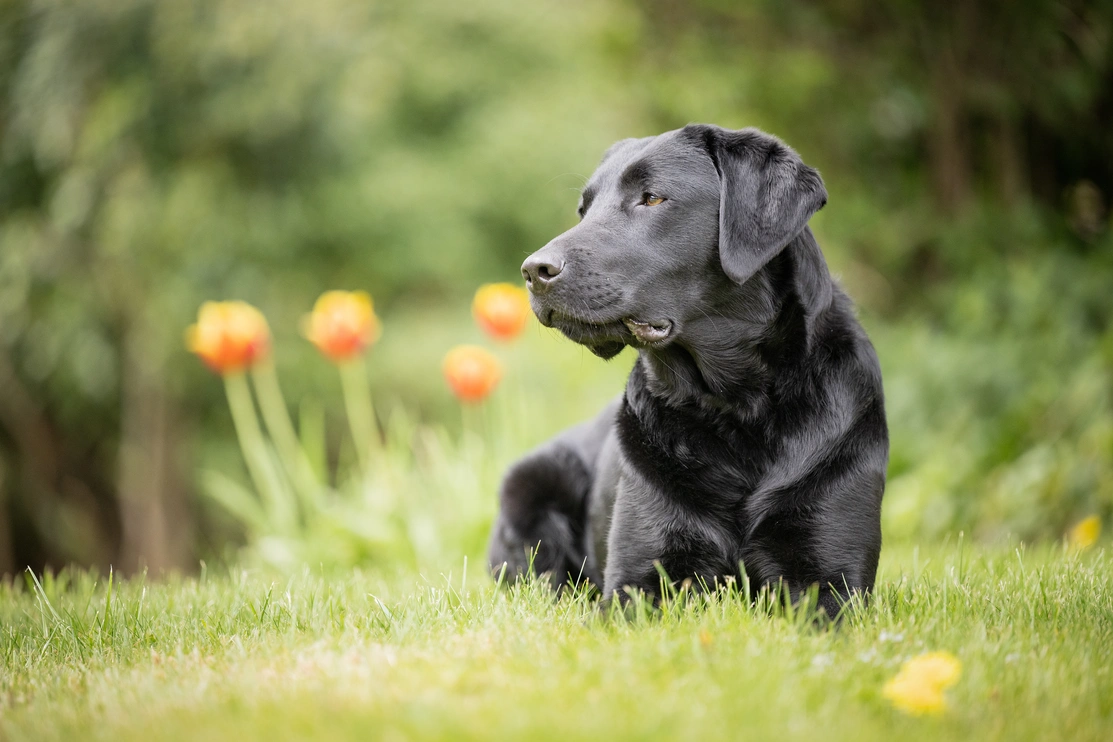 Black Labrador sat on grass with red tulips in the background looking to the left with a thoughtful expression