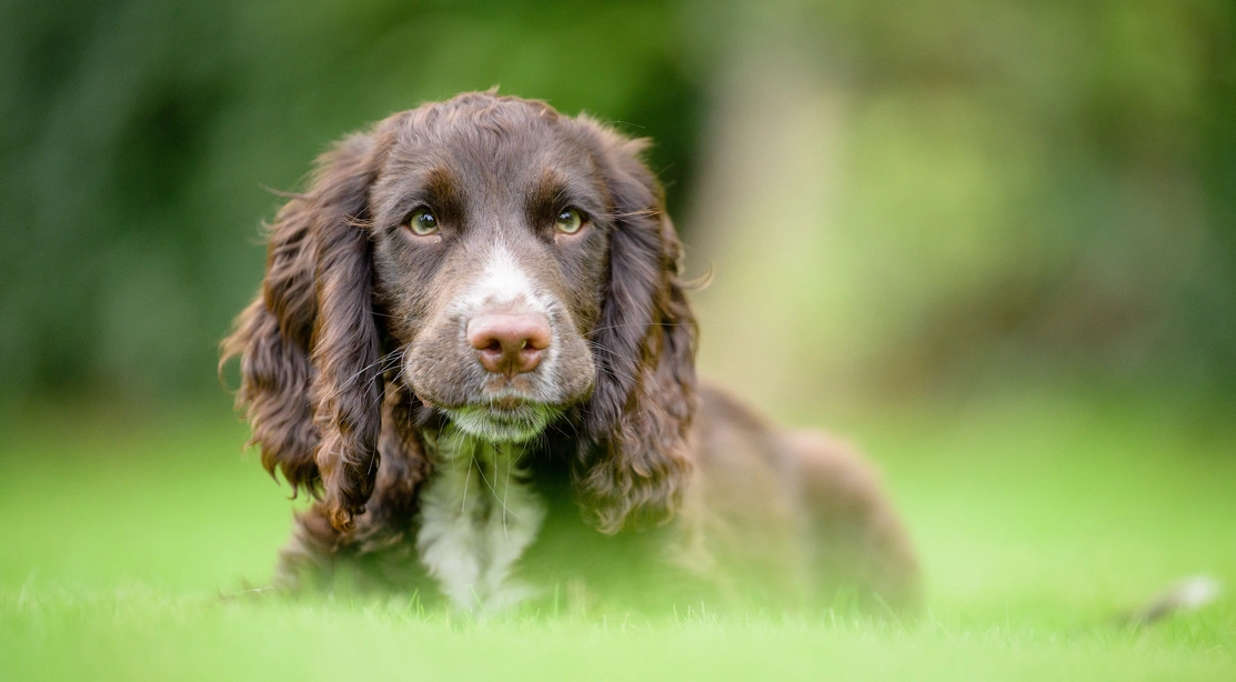 A brown Spaniel puppy sat in grass