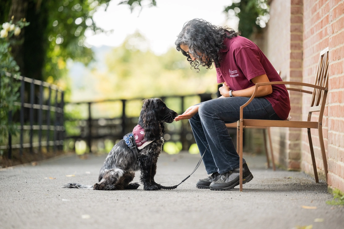 A woman in burgundy Hearing Dogs uniform sits on a brown metal bench outside looking down with her hand extended to a small black and white Spaniel sat patiently in front of her wearing a burgundy Hearing Dogs jacket that says ‘I’m learning’ on the side