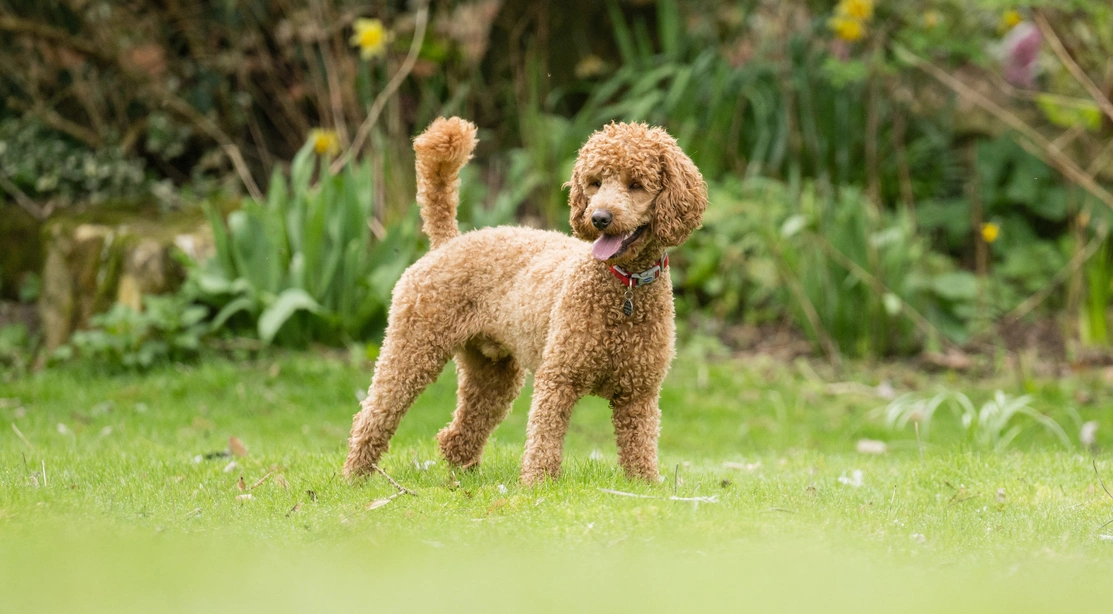 A happy looking brown poodle stood alertly outside in a large garden