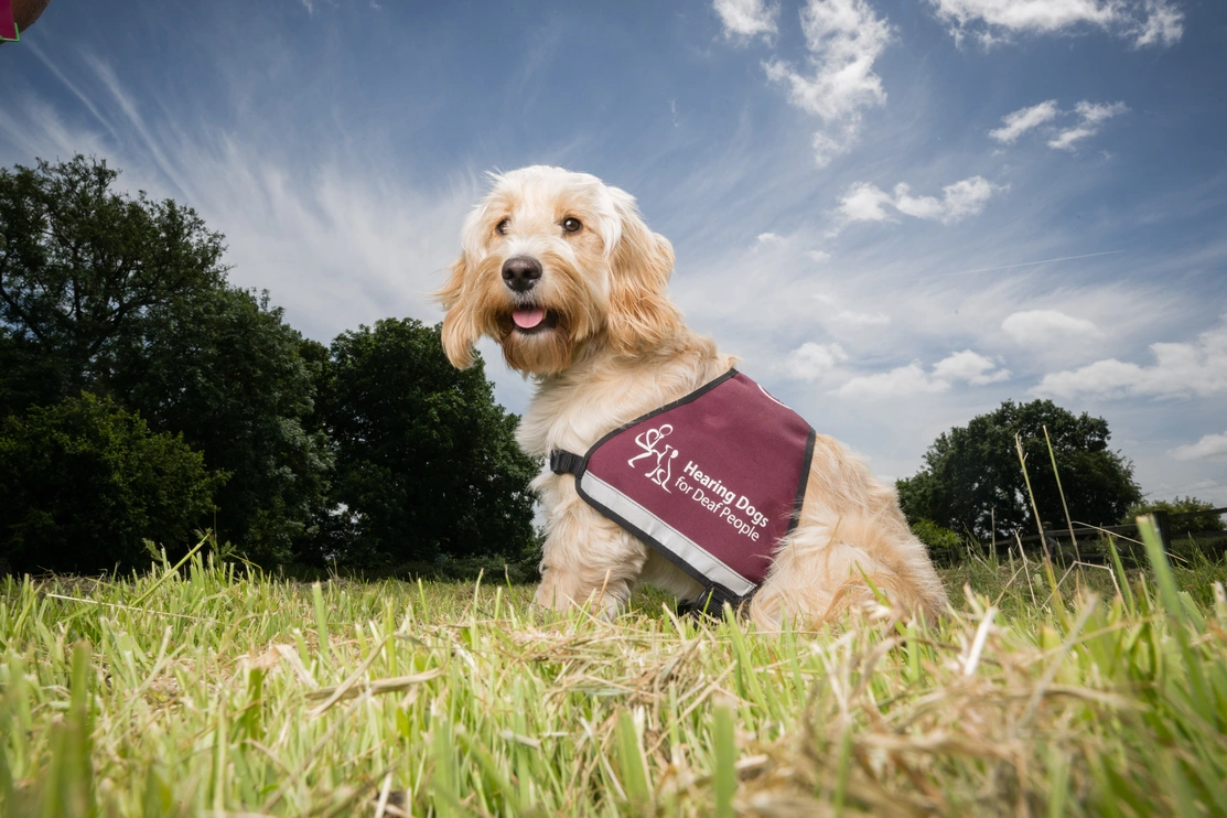 A shaggy, happy looking cockapoo sat in a field on a sunny day wearing a fully qualified hearing dogs jacket