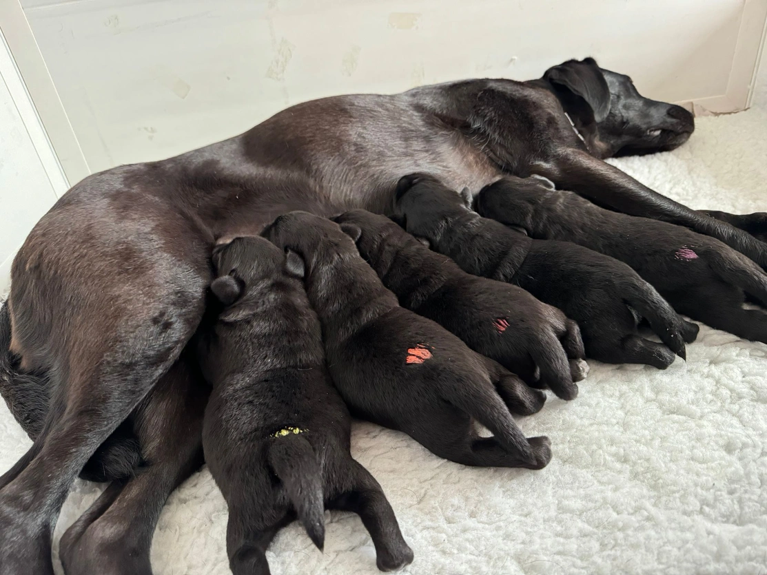 A black labrador is laying on its side while its litter of 5 chunky black puppies feed