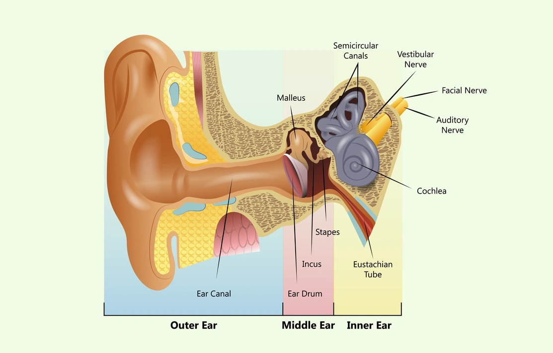 A diagram of the inner ear