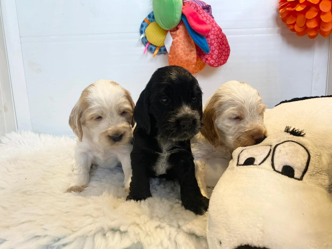 Three very young spaniel puppies stood very closely together on a fluffy run with a large cuddly toy next to them