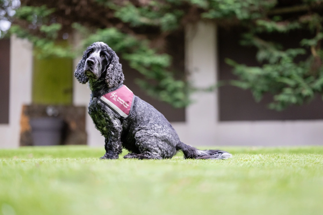 Hearing doga Tinker wearing his jacket sitting on grass