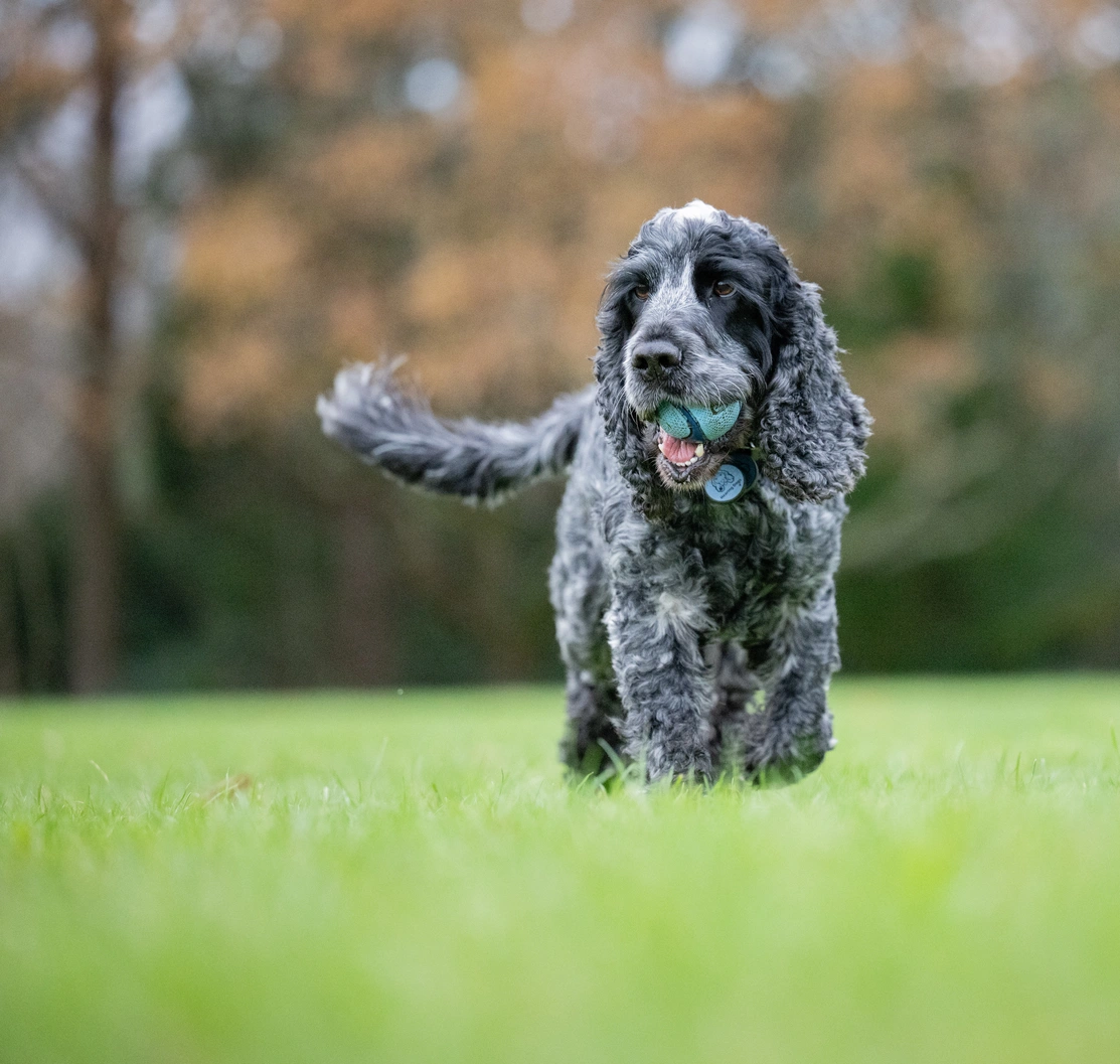 Hearing dog Tinker walking on grass towards the camera