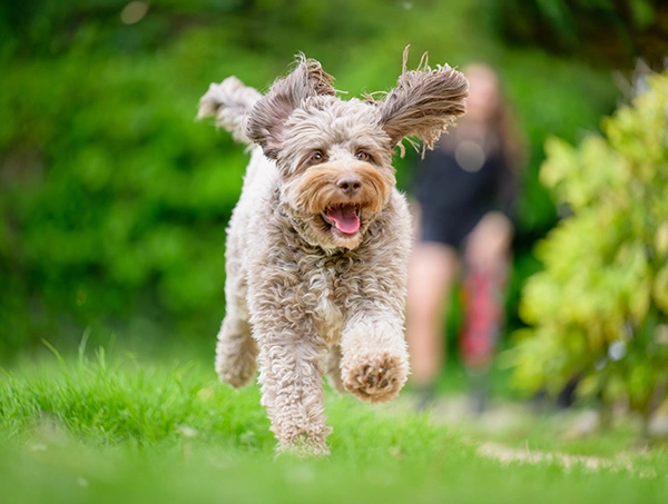 A light brown Cockapoo running outside amongst greenery, looking happy and with ears flapping