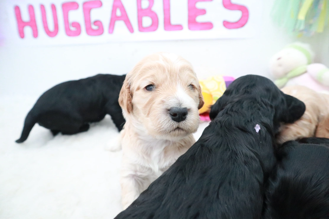 Four three week old Cockapoo puppies moving around in a puppy pen with the word huggables on a wall behind them