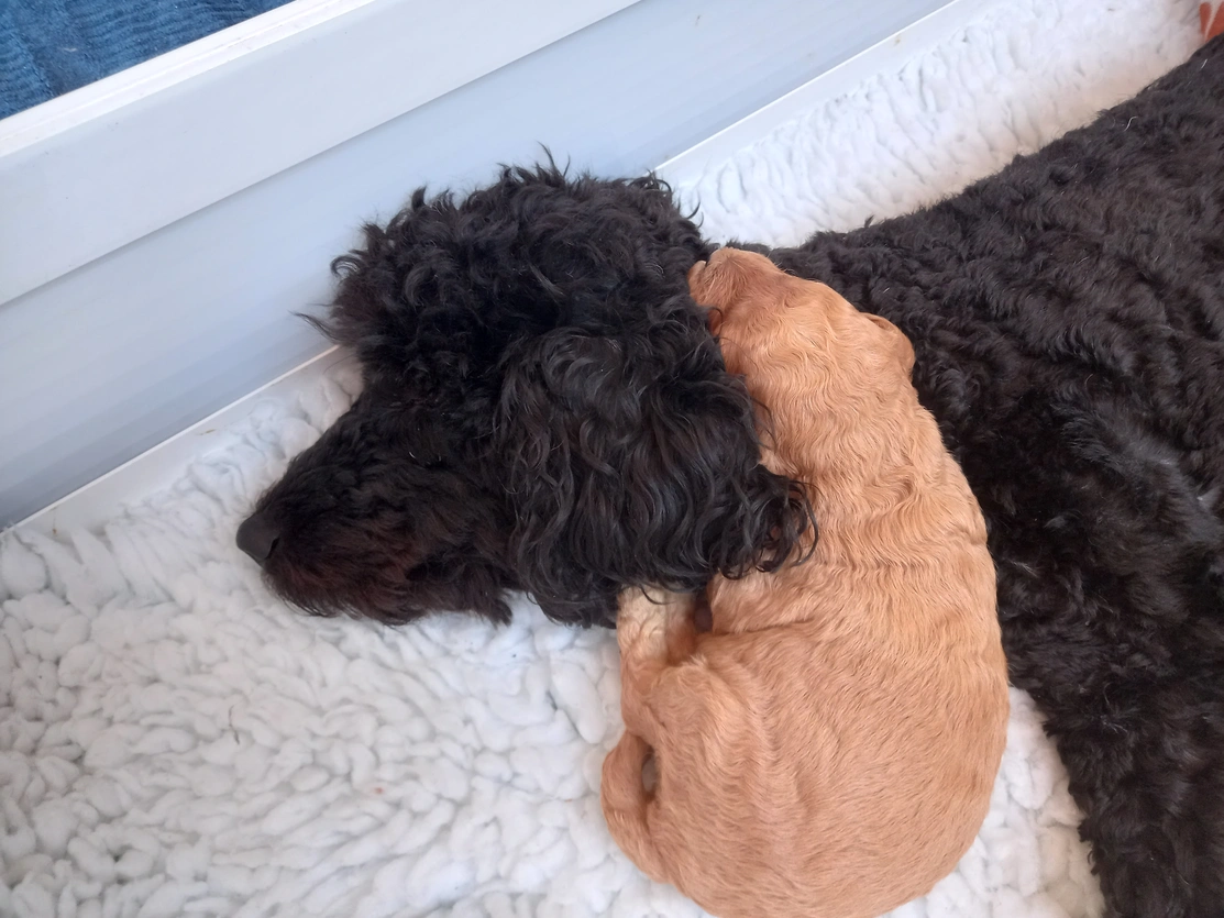 Poodle mum with one puppy curled around her neck